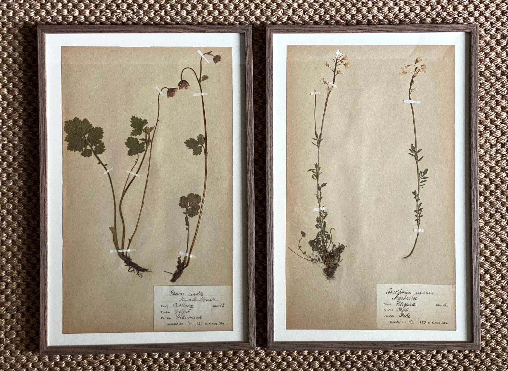 KEPT London Stock Set of two framed herbariums