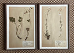 Load image into Gallery viewer, KEPT London Stock Set of two framed herbariums
