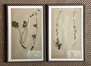 KEPT London Stock Set of two framed herbariums