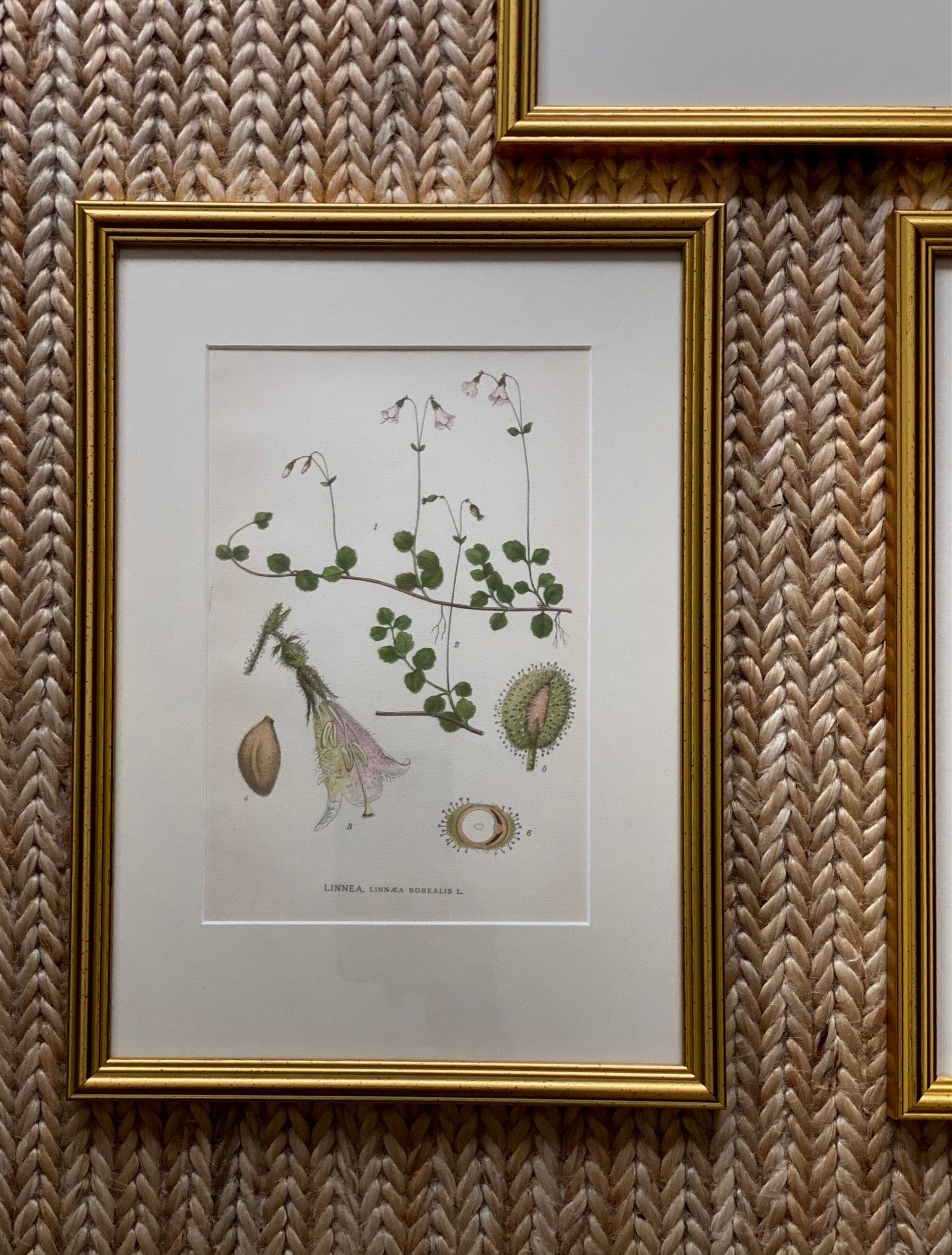 KEPT London Stock Three botanical lithographs, framed