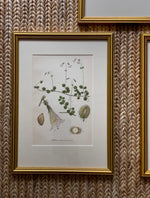 Load image into Gallery viewer, KEPT London Stock Three botanical lithographs, framed
