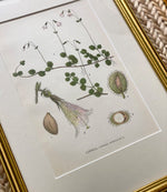 Load image into Gallery viewer, KEPT London Stock Three botanical lithographs, framed
