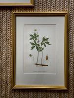 Load image into Gallery viewer, KEPT London Stock Three botanical lithographs, framed
