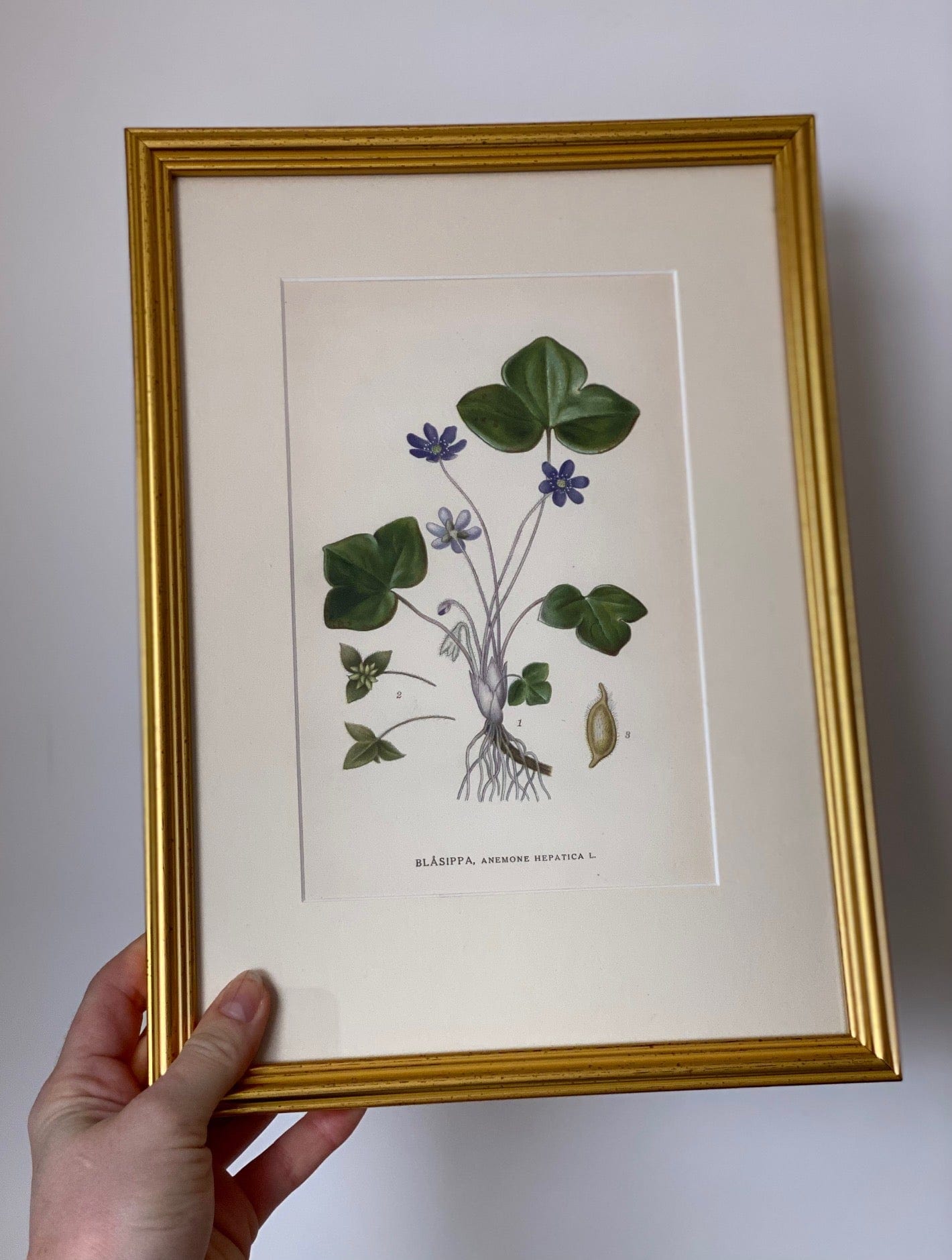 KEPT London Stock Three botanical lithographs, framed