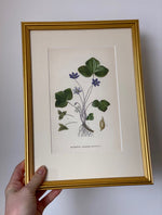 Load image into Gallery viewer, KEPT London Stock Three botanical lithographs, framed
