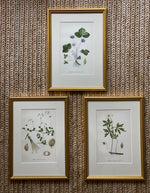 Load image into Gallery viewer, KEPT London Stock Three botanical lithographs, framed
