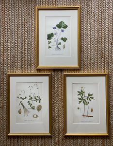 KEPT London Stock Three botanical lithographs, framed