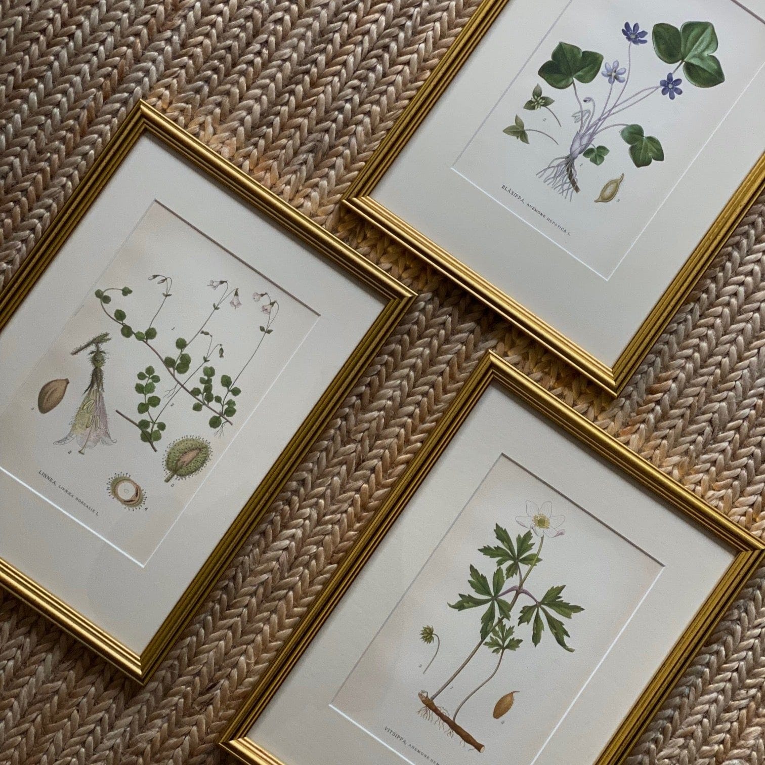 KEPT London Stock Three botanical lithographs, framed