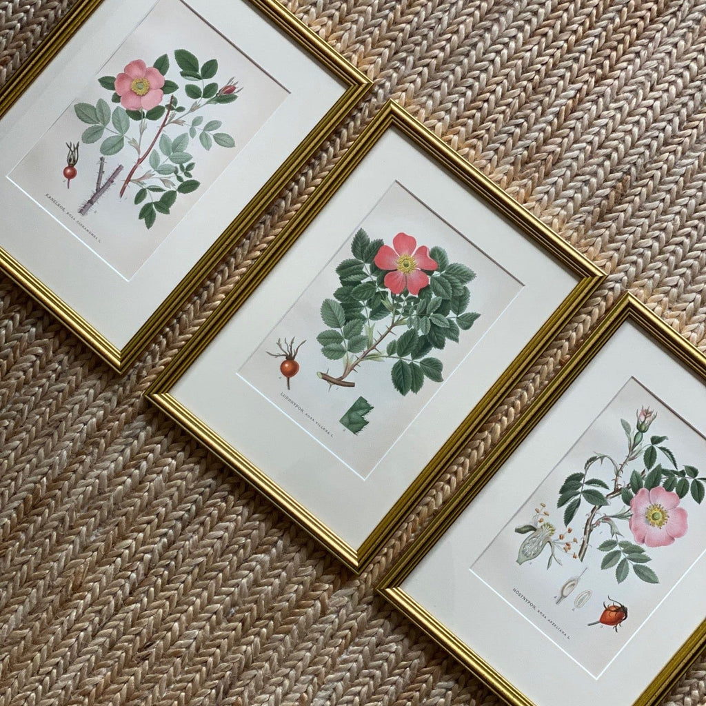 KEPT London Stock Three framed botanical lithographs