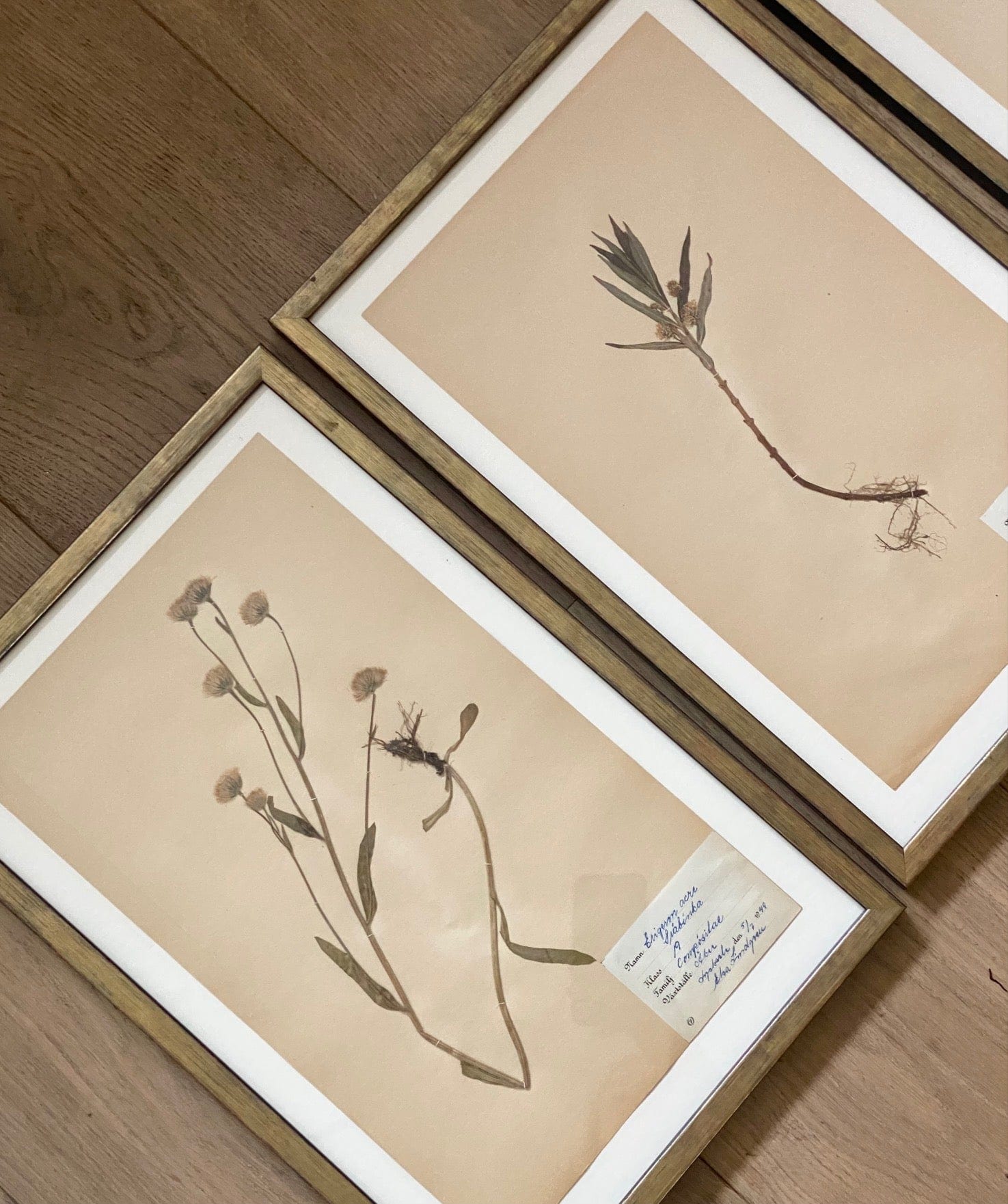 KEPT London Stock Three framed herbarium specimens