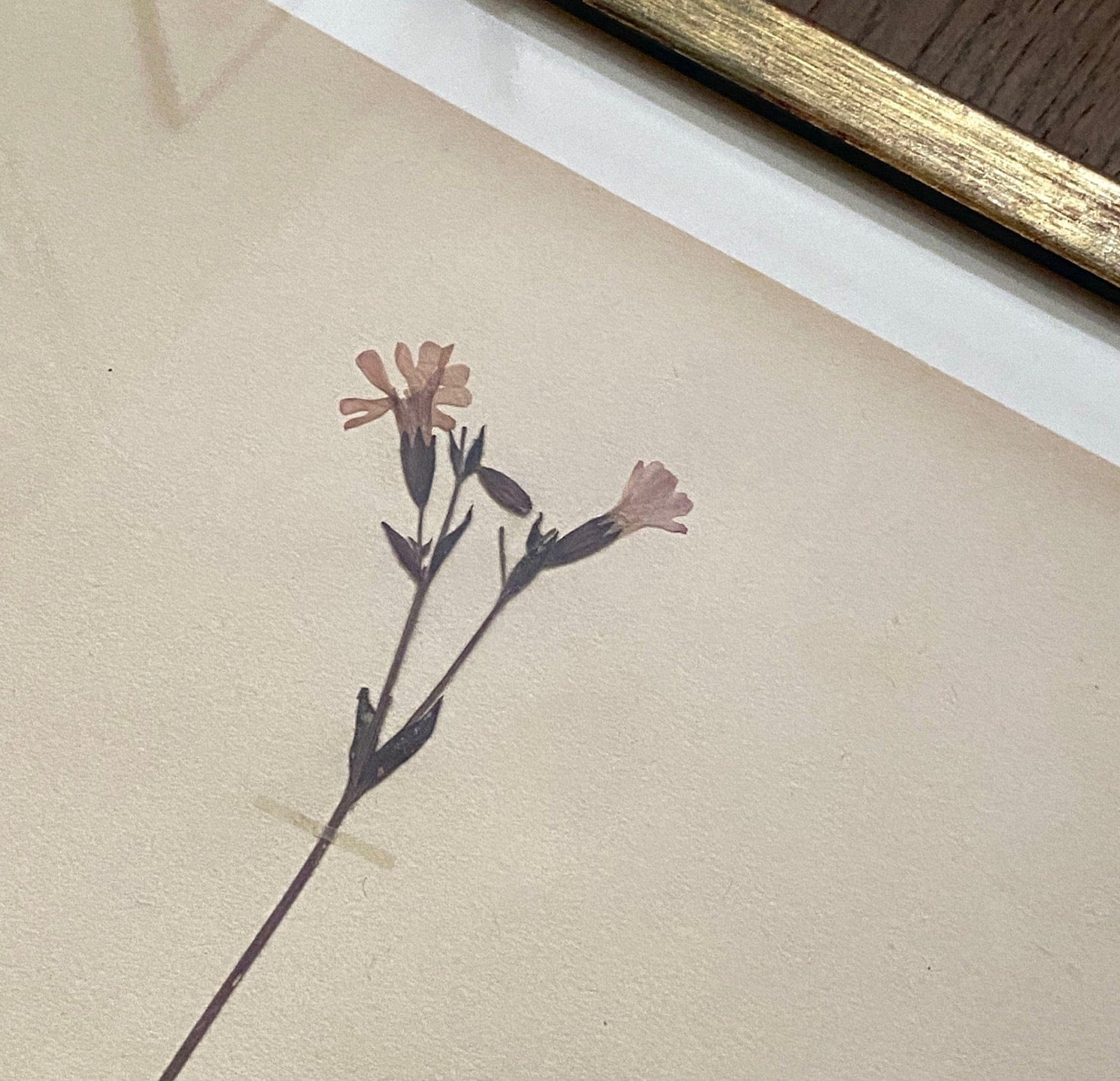 KEPT London Stock Three framed herbarium specimens