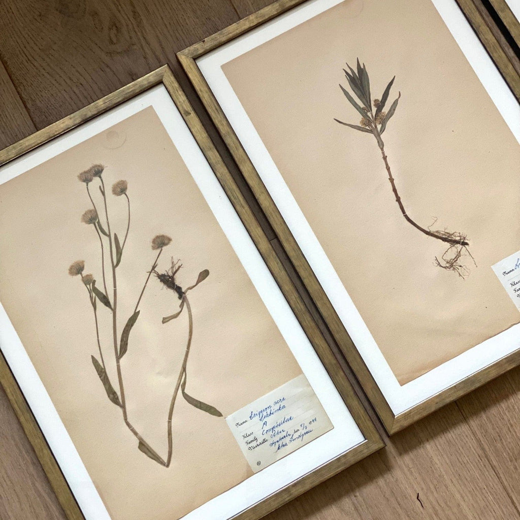 KEPT London Stock Three framed herbarium specimens