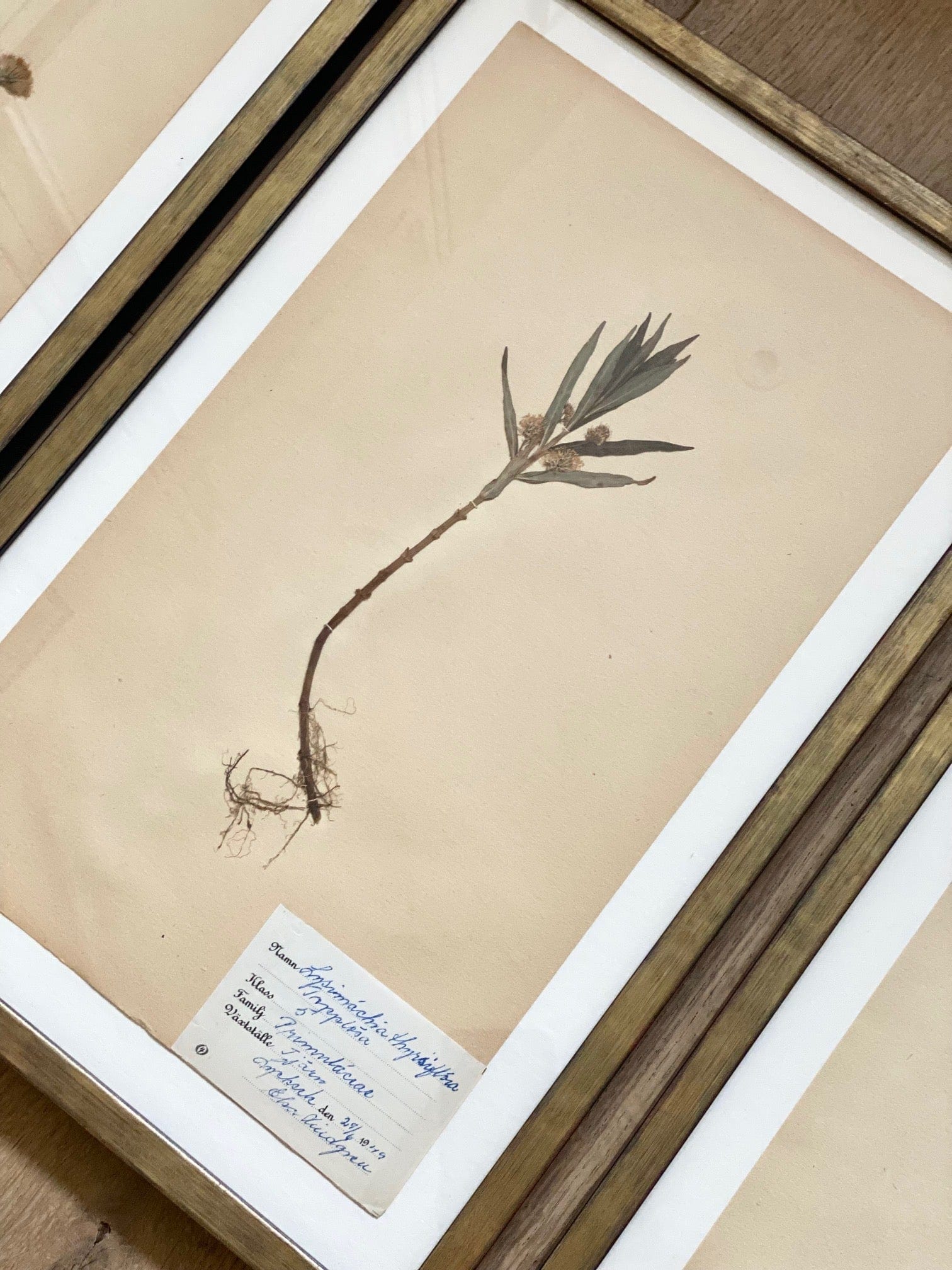 KEPT London Stock Three framed herbarium specimens