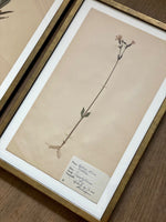 Load image into Gallery viewer, KEPT London Stock Three framed herbarium specimens
