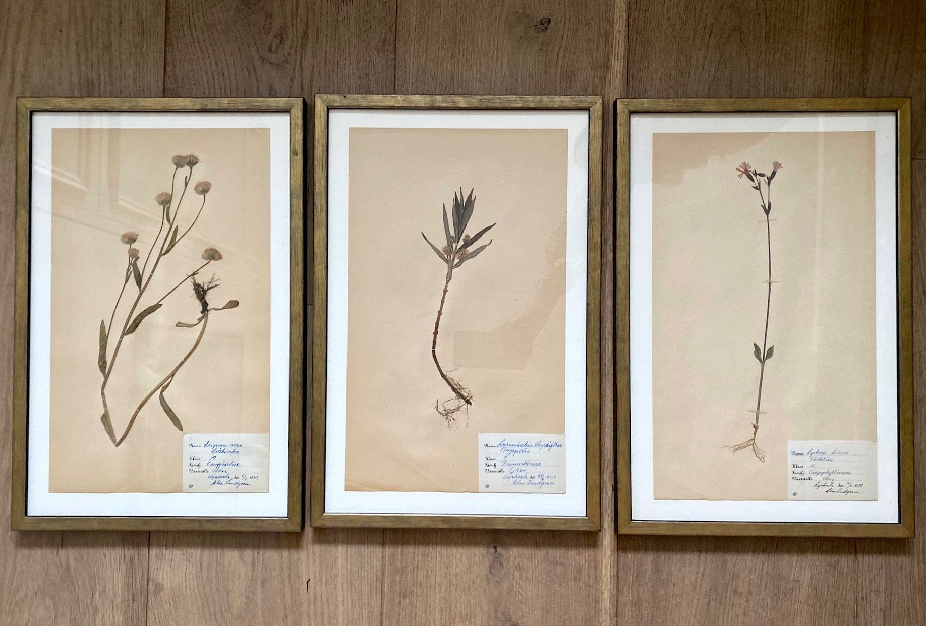 KEPT London Stock Three framed herbarium specimens