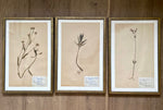 Load image into Gallery viewer, KEPT London Stock Three framed herbarium specimens
