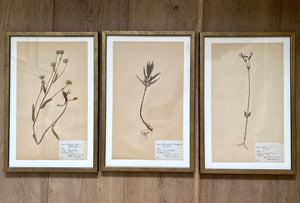 KEPT London Stock Three framed herbarium specimens