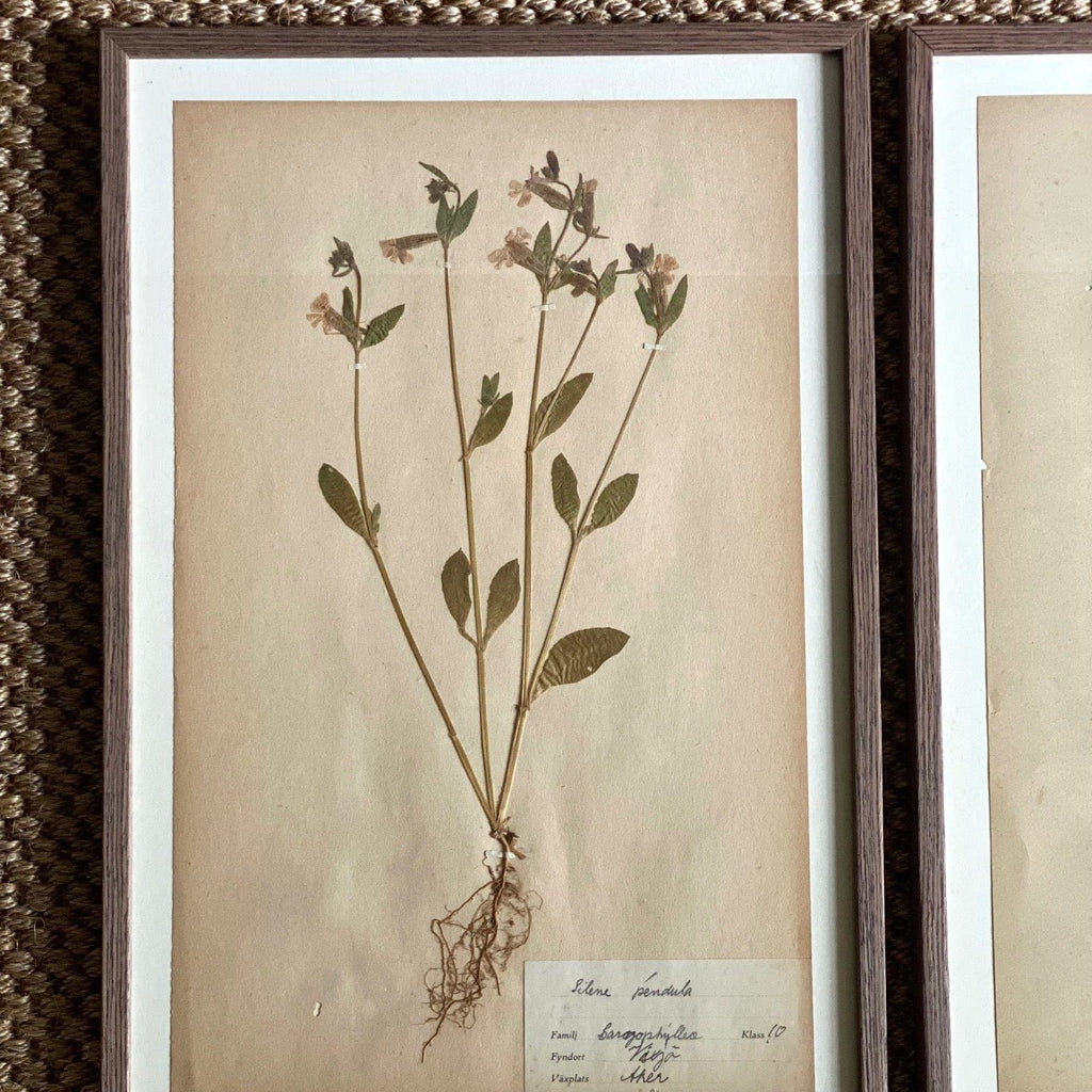 KEPT London Stock Three framed herbarium specimens, framed