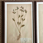 Load image into Gallery viewer, KEPT London Stock Three framed herbarium specimens, framed
