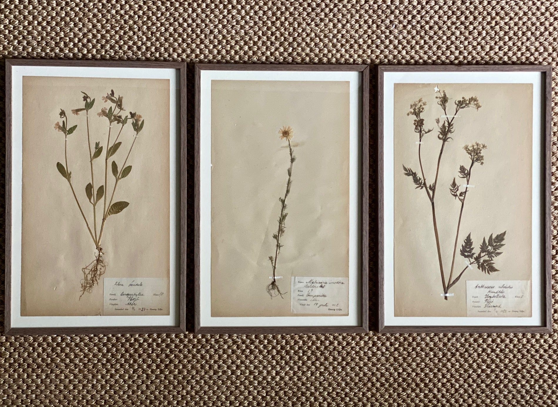 KEPT London Stock Three framed herbarium specimens, framed