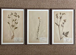 Load image into Gallery viewer, KEPT London Stock Three framed herbarium specimens, framed
