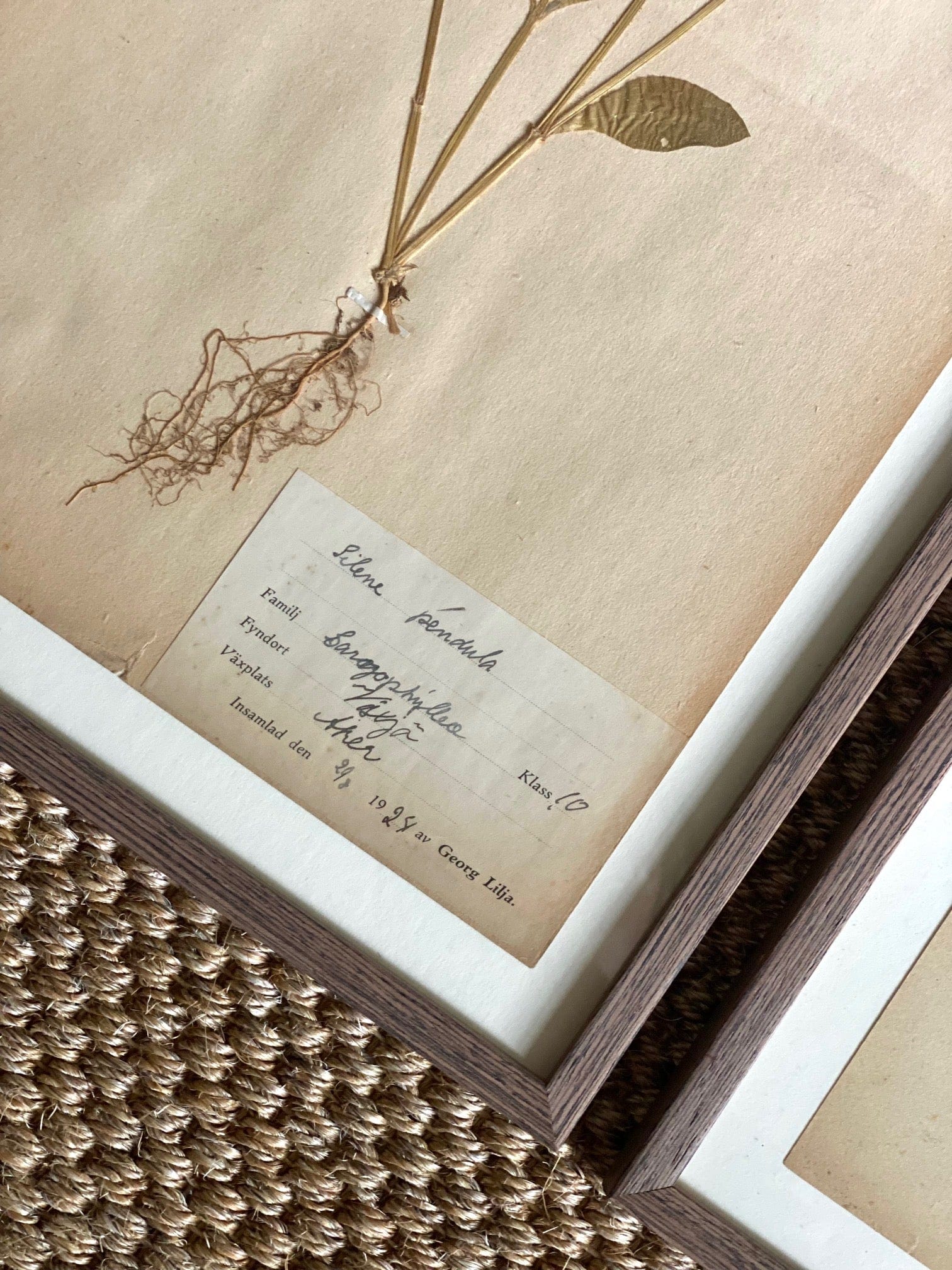 KEPT London Stock Three framed herbarium specimens, framed