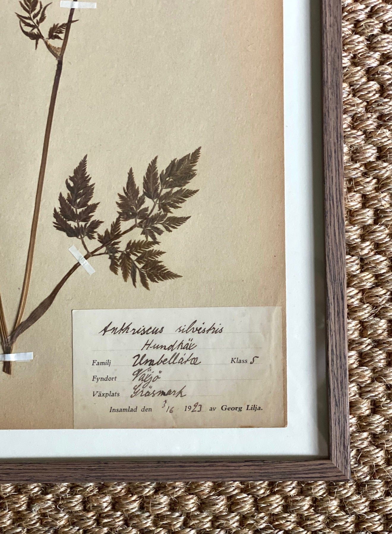 KEPT London Stock Three framed herbarium specimens, framed