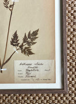 Load image into Gallery viewer, KEPT London Stock Three framed herbarium specimens, framed
