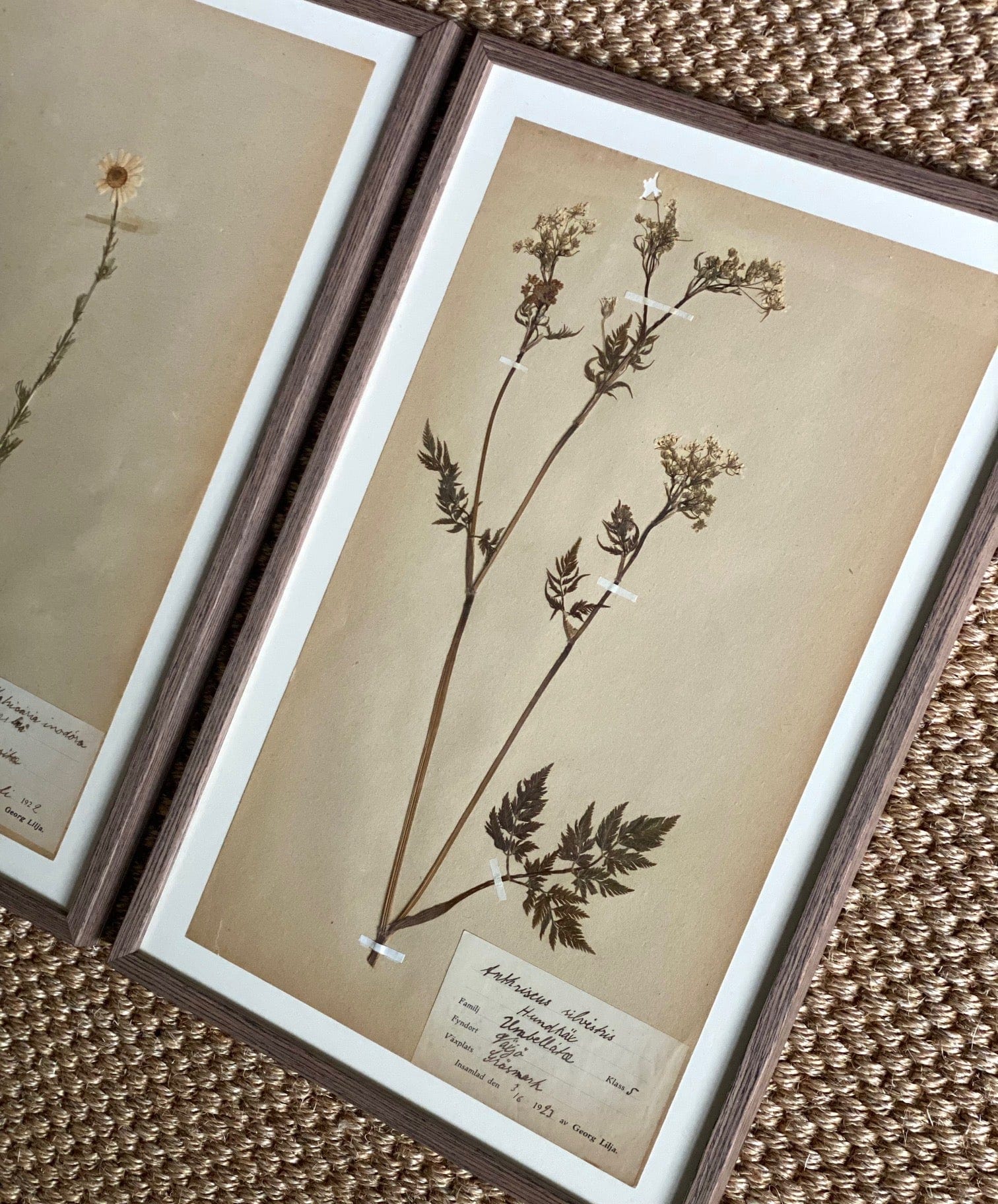 KEPT London Stock Three framed herbarium specimens, framed