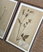Load image into Gallery viewer, KEPT London Stock Three framed herbarium specimens, framed
