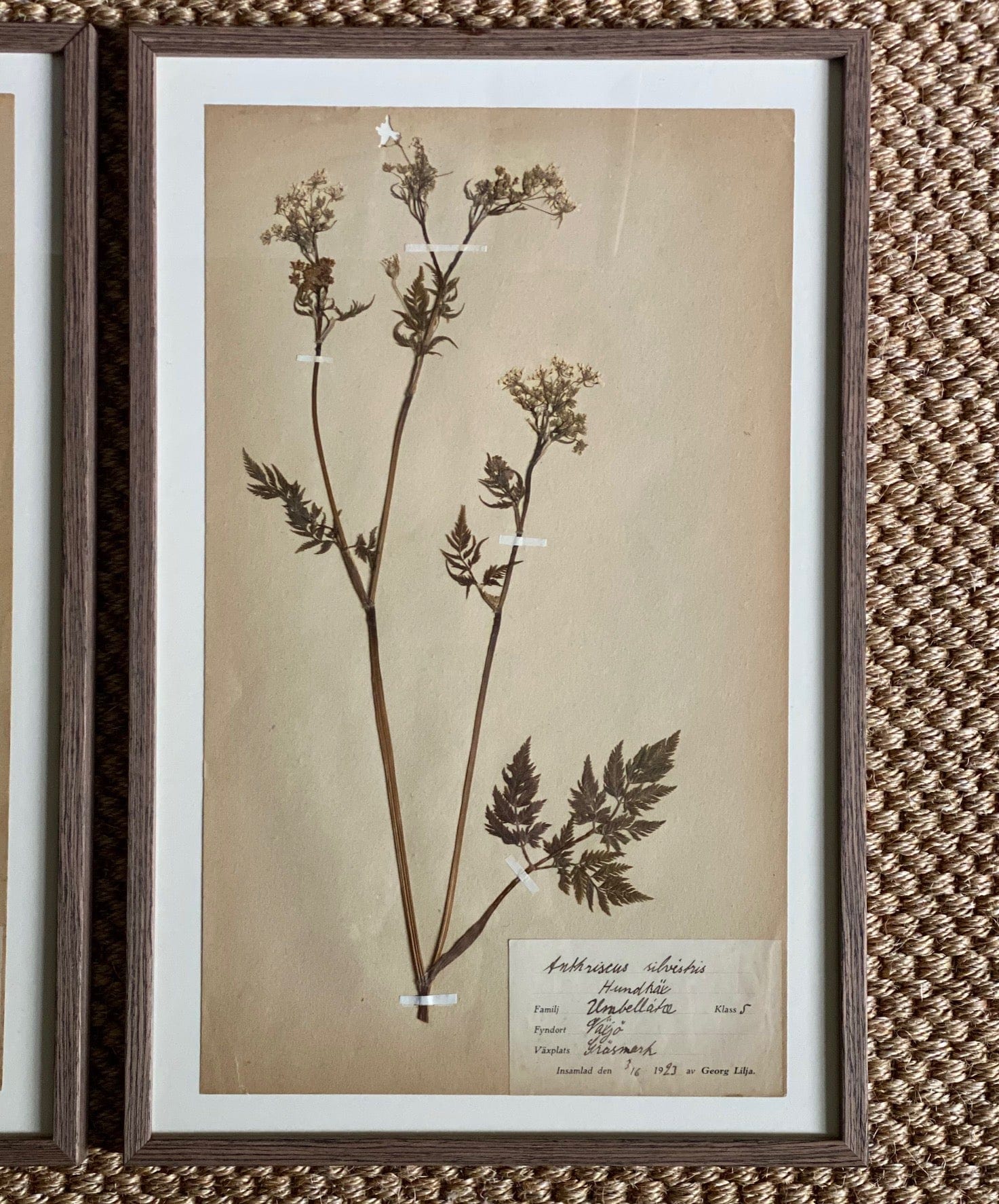 KEPT London Stock Three framed herbarium specimens, framed