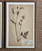 Load image into Gallery viewer, KEPT London Stock Three framed herbarium specimens, framed
