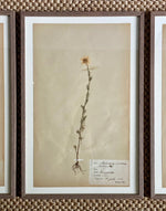 Load image into Gallery viewer, KEPT London Stock Three framed herbarium specimens, framed
